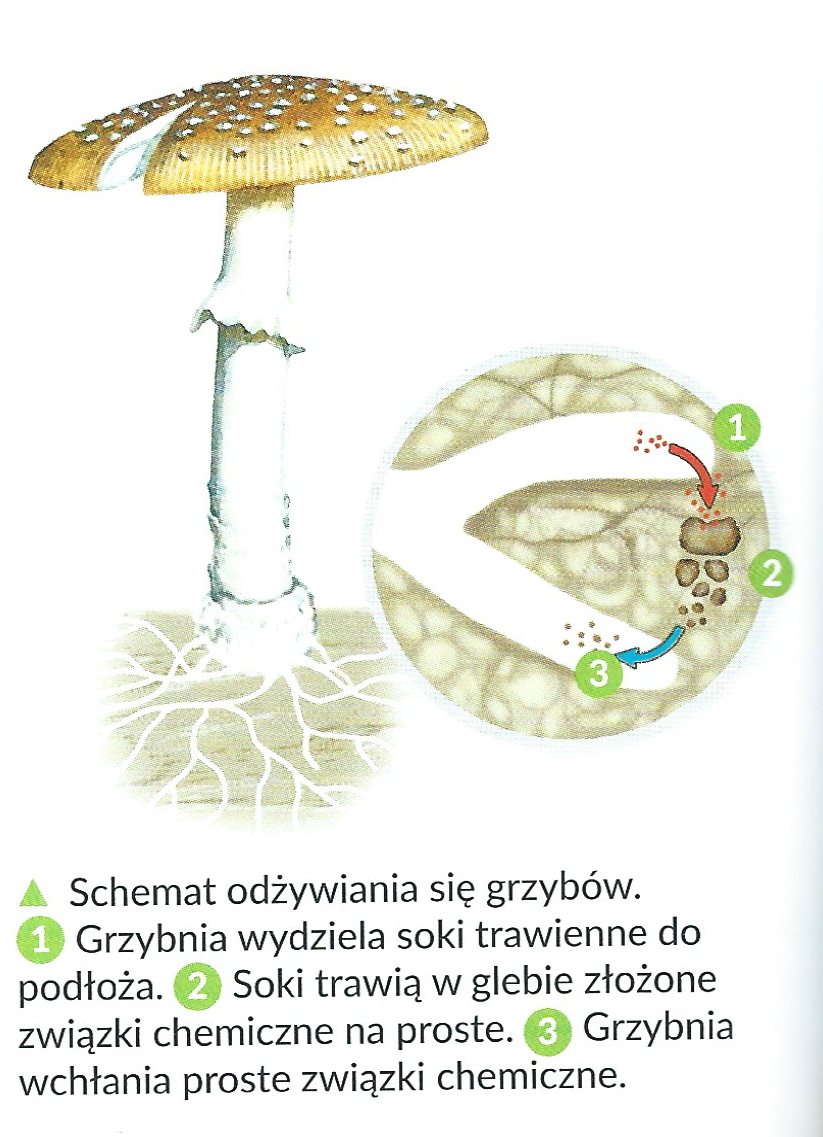 Czy Grzyby Samodzielnie Wytwarzają Substancje Pokarmowe Grzyby [przygotowanie do sprawdzianu, klasa V]