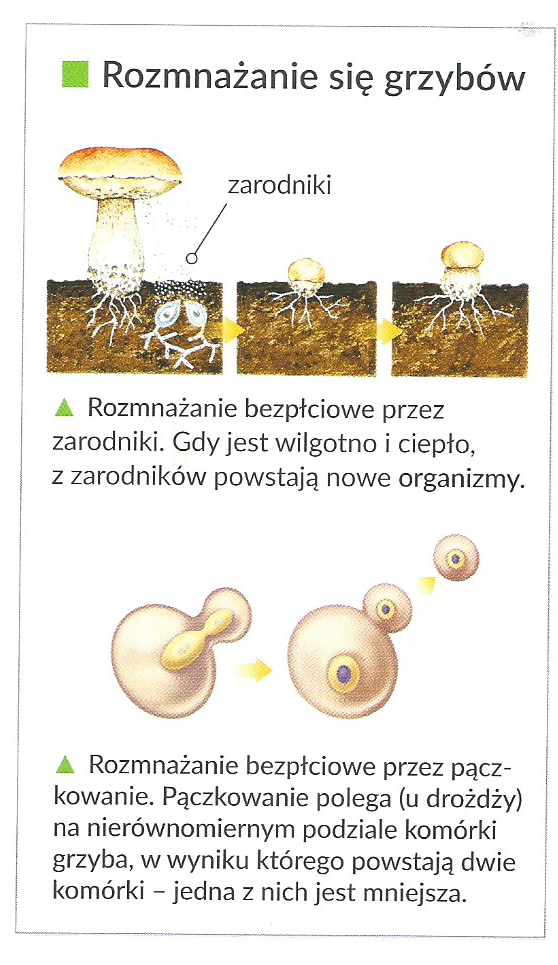 Czy Grzyby Samodzielnie Wytwarzają Substancje Pokarmowe Grzyby [przygotowanie do sprawdzianu, klasa V]