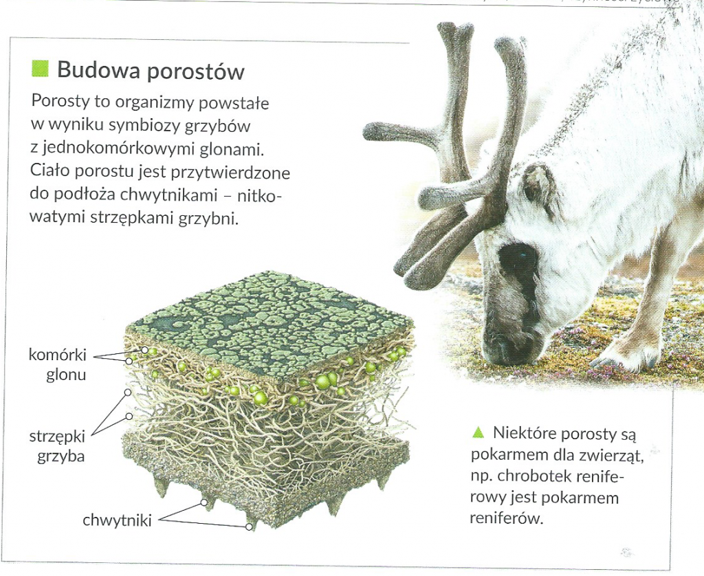 Grzyby [przygotowanie do sprawdzianu, klasa V]
