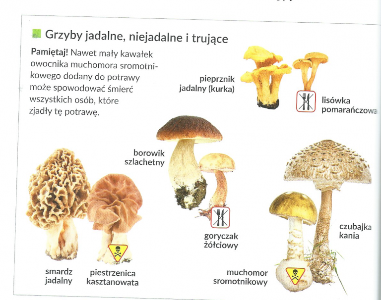 Grzyby [przygotowanie do sprawdzianu, klasa V]